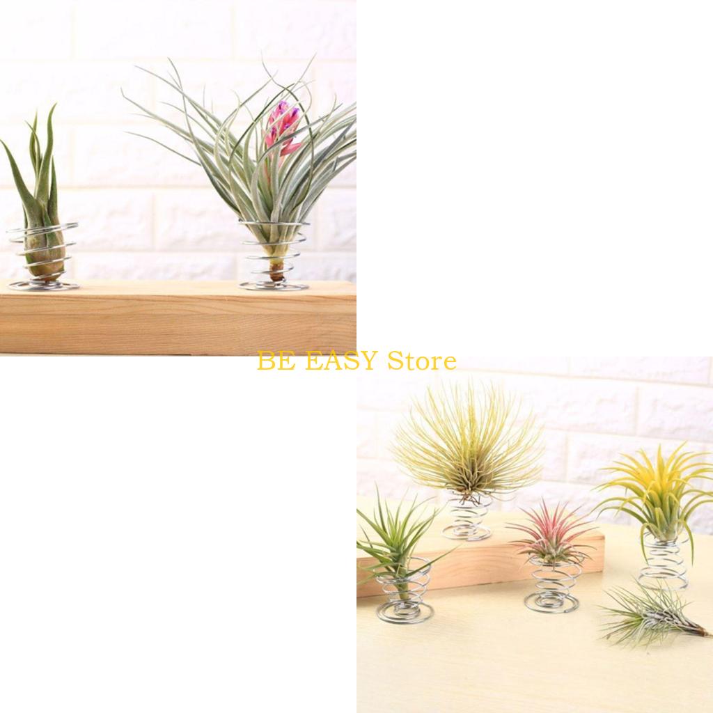Air Plant Tillandsia - E28F 20 pcs Air Plant Stand