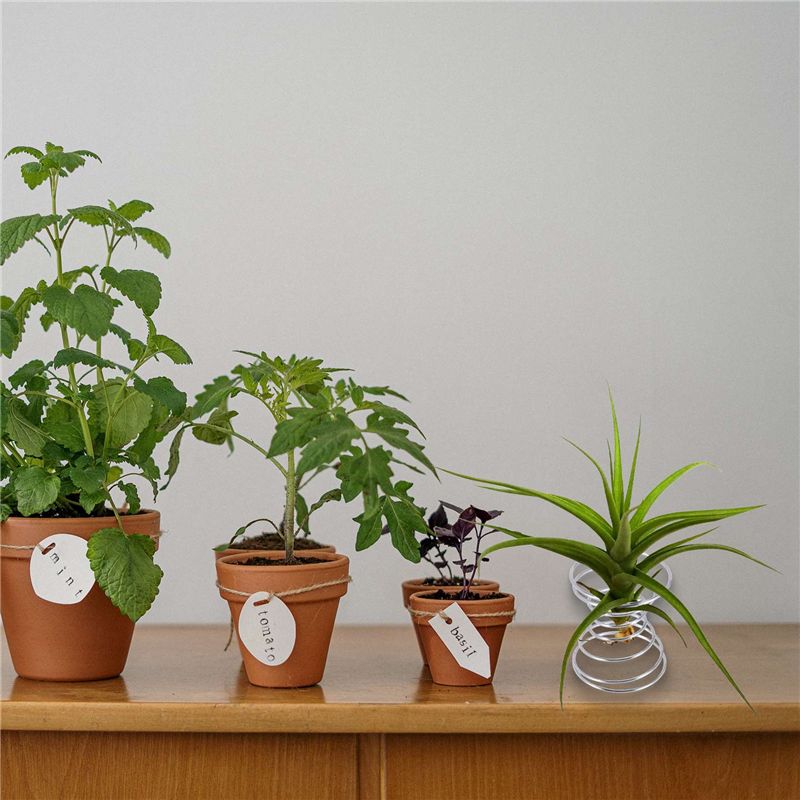 Air Plant Tillandsia - Hot Selling-6 Pieces Air Plant Stand