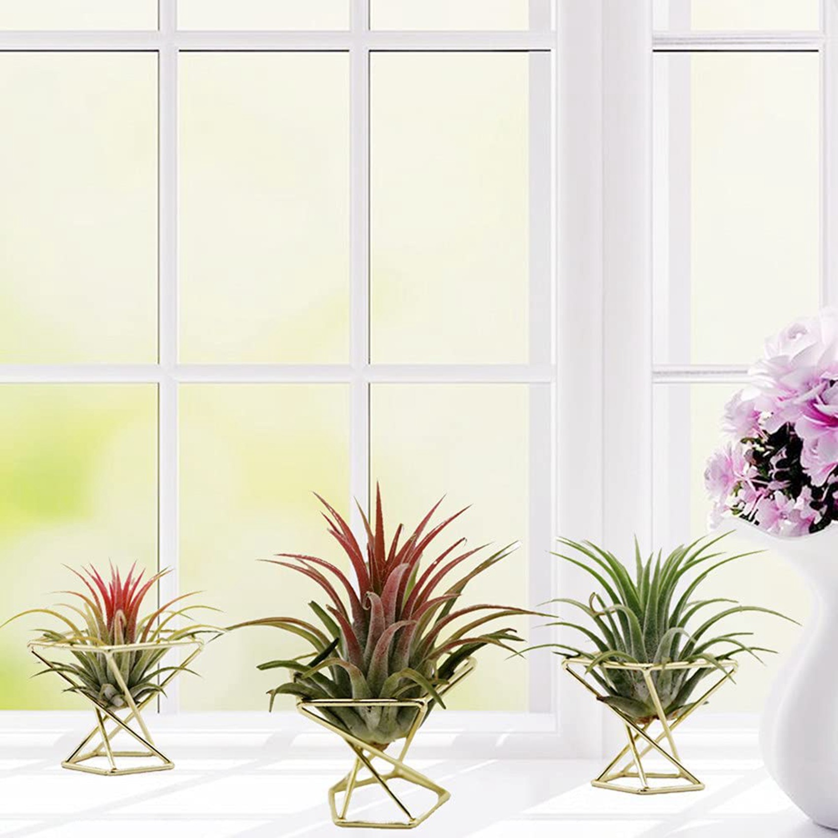 SYW-8 Pcs Geometric Air Plant  - Air Plant Tillandsia recension och pris