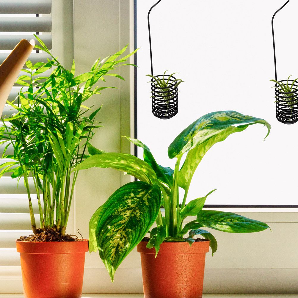 3Pcs Spiral Air Plant Hooks Wa - Air Plant Tillandsia recension och pris