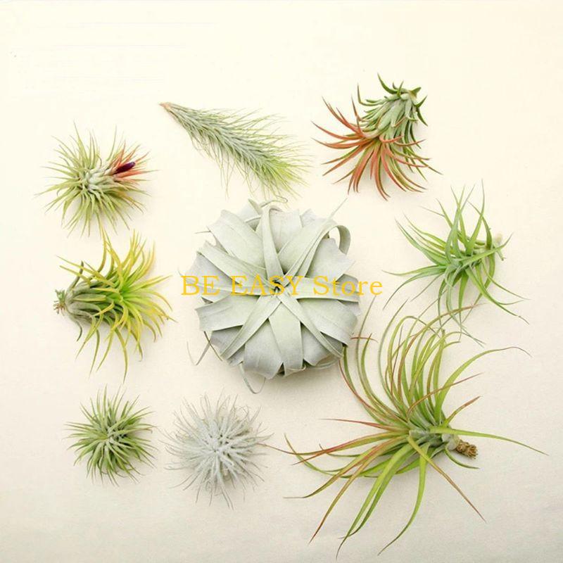 E28F 20 pcs Air Plant Stand Ai - Air Plant Tillandsia recension och pris