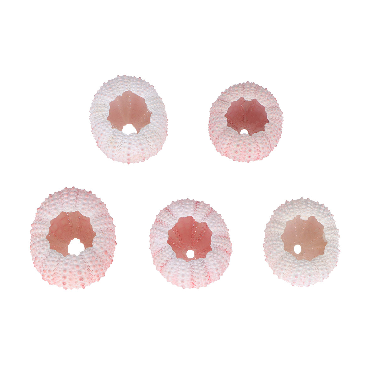 6Pcs 3-4Cm Sea Urchin Shell Pl - Air Plant Tillandsia recension och pris