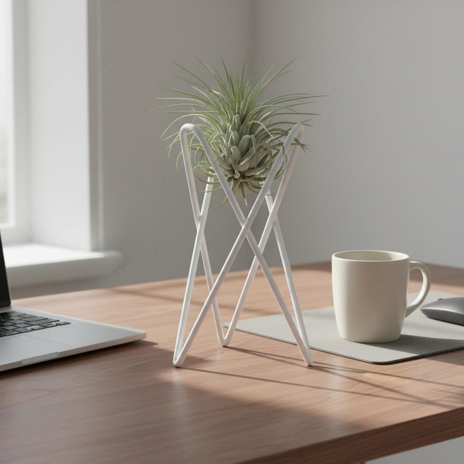 Air Plant Stand Minimalist Des - Air Plant Tillandsia recension och pris