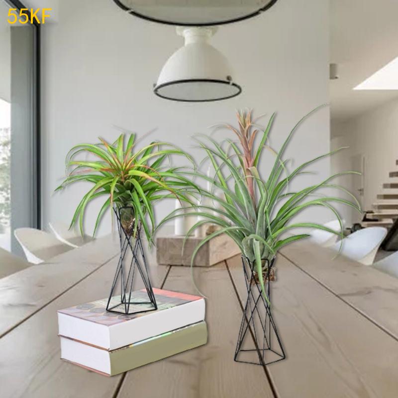 55KF Nordic Air Plant Holder M - Air Plant Tillandsia recension och pris