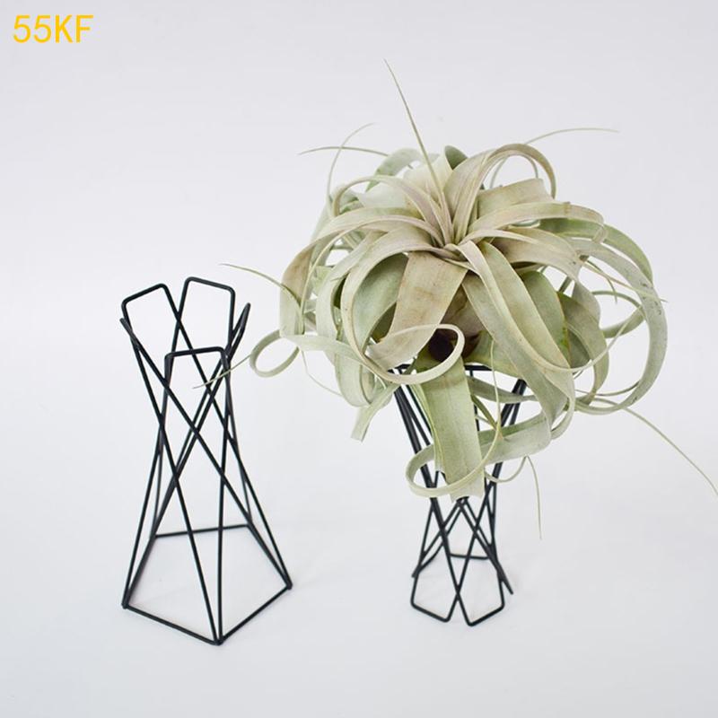 55KF Nordic Air Plant Holder M - Air Plant Tillandsia recension och pris