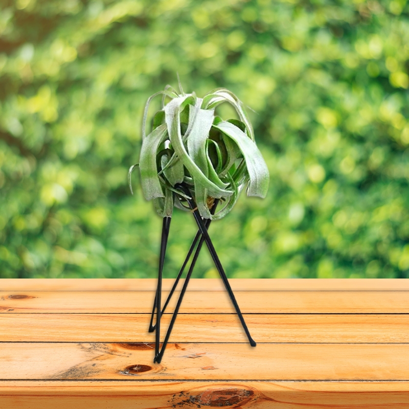 Air Plant Holder Metal Flower  - Air Plant Tillandsia recension och pris