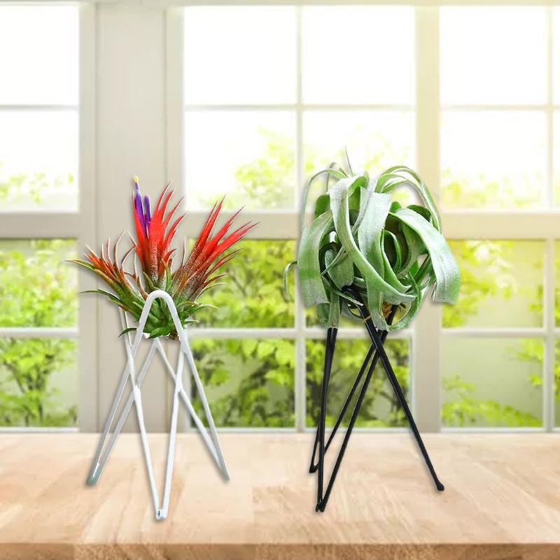 Air Plant Holder Metal Flower  - Air Plant Tillandsia recension och pris