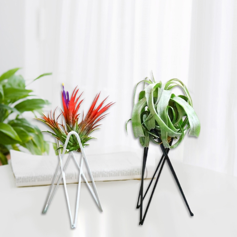 Air Plant Holder Metal Flower  - Air Plant Tillandsia recension och pris